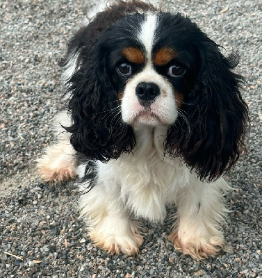 Étalon Cavalier King Charles Spaniel - Saveria Du Mas Ensoleillé