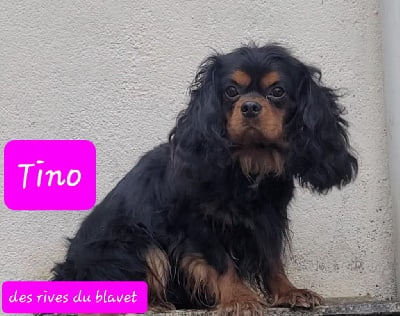 Étalon Cavalier King Charles Spaniel - Tino des rives du blavet