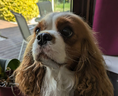 Étalon Cavalier King Charles Spaniel - Twin de la Lande du Médoc