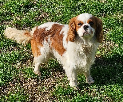 Étalon Cavalier King Charles Spaniel - God Save The Queen Scotland yard