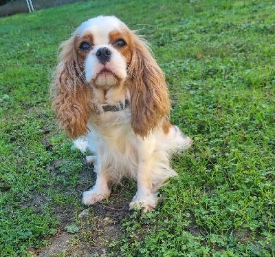 Étalon Cavalier King Charles Spaniel - Solie Du rocher de la gareliére