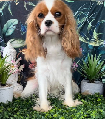 Étalon Cavalier King Charles Spaniel - Uby (Sans Affixe)