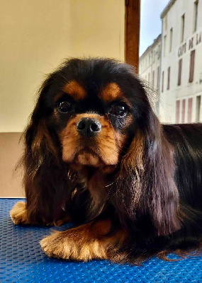 Étalon Cavalier King Charles Spaniel - Un prince charmant of Sevijean's