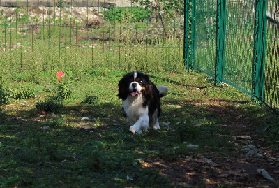 Étalon Cavalier King Charles Spaniel - Sister act du domaine de lavillette