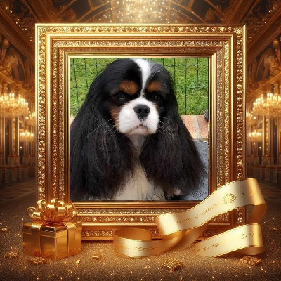 Étalon Cavalier King Charles Spaniel - CH. Top gun tom des Princes de la foret noire