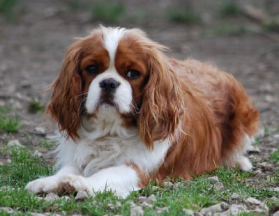 Étalon Cavalier King Charles Spaniel - Shelby du Palais des Calins