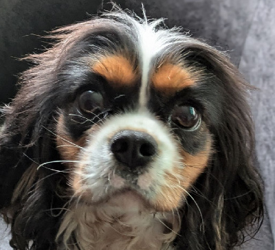 Étalon Cavalier King Charles Spaniel - Twan de la Lande du Médoc