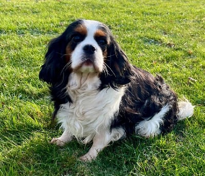 Étalon Cavalier King Charles Spaniel - Rosie du clos d elphigny