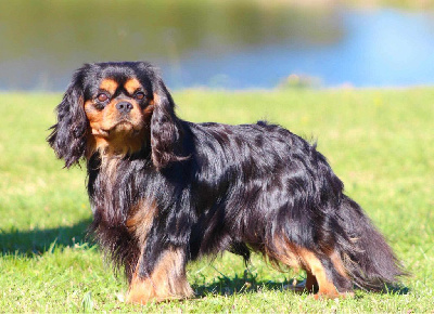 Étalon Cavalier King Charles Spaniel - Russkiy dzhekpot style