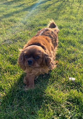 Étalon Cavalier King Charles Spaniel - Rumba Des Sentiers du Perche