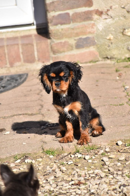 Étalon Cavalier King Charles Spaniel - Violette Du Repère Des Poilus