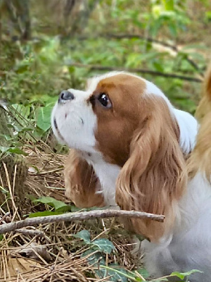 Étalon Cavalier King Charles Spaniel - Tamara du val de la Ferrite