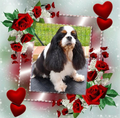 Étalon Cavalier King Charles Spaniel - CH. Nothing but happiness des Princes de la foret noire