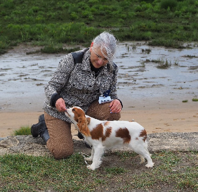 Étalon Cavalier King Charles Spaniel - Utopia Of little by little