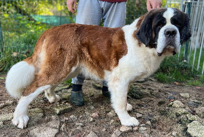 Étalon Chien du Saint-Bernard - Tokyo du mas de Jalnot