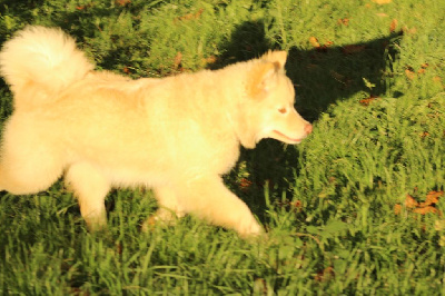 Étalon Chien finnois de Laponie - Viiki Tolosa Maakunta