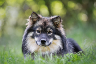 Étalon Chien finnois de Laponie - Upea legenda Des Flocons D’Amour