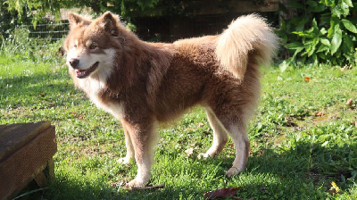 Étalon Chien finnois de Laponie - Usko (Sans Affixe)