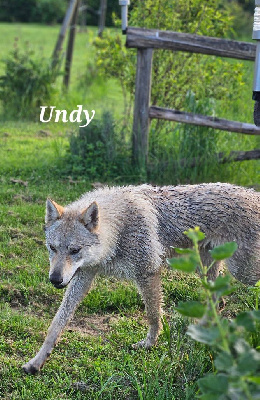 Étalon Chien-loup tchecoslovaque - Undy Des Ruby De Jade