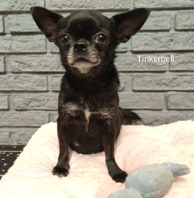 Étalon Chihuahua - Tinkerbell de Sir Scratch and Co