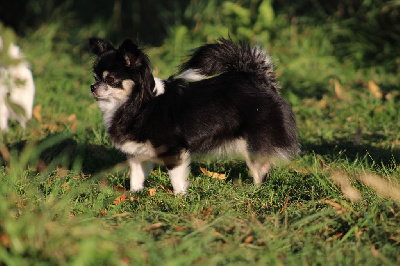 Étalon Chihuahua - Born in rosebud Sugar baby