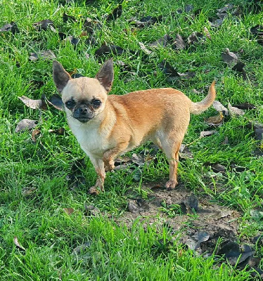 Étalon Chihuahua - Topaze De La Foret Aux Tresors