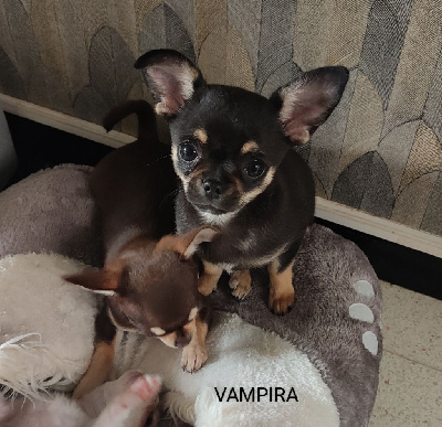 Étalon Chihuahua - Vampira de Sir Scratch and Co