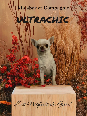 Étalon Chihuahua - French Style Ultrachic