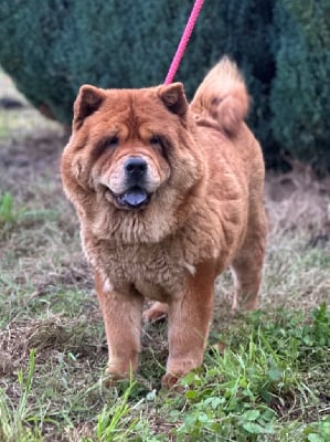 Étalon Chow Chow - Peanut (Sans Affixe)