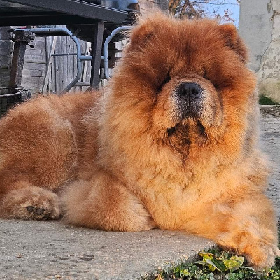 Étalon Chow Chow - P'guizmo des doux petits petons