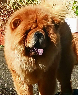 Étalon Chow Chow - Une pinup De L'Esprit De Buchido