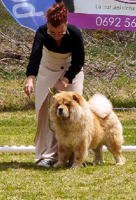 Étalon Chow Chow - Sooki Des Samouraïs De La Fournaise