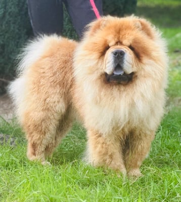 Étalon Chow Chow - Thor de los granadillos