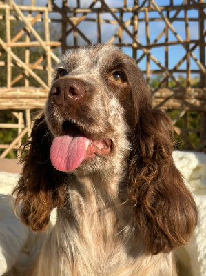 Étalon Cocker Spaniel Anglais - Tahity de l'Empereur Sirius