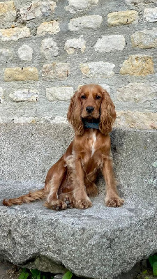 Étalon Cocker Spaniel Anglais - Sunset D'hell Uinni