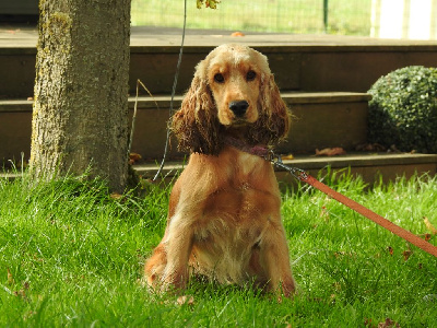 Étalon Cocker Spaniel Anglais - Ushuaia De L'étang Au Miroir