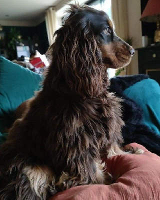 Étalon Cocker Spaniel Anglais - Topaze Du Royaume Des Quatre Pattes