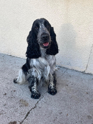 Étalon Cocker Spaniel Anglais - Tempête Des Merveilles D'orion