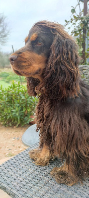 Étalon Cocker Spaniel Anglais - Topaze Du Royaume Des Quatre Pattes