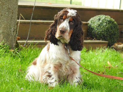 Étalon Cocker Spaniel Anglais - Uguette De L'étang Au Miroir