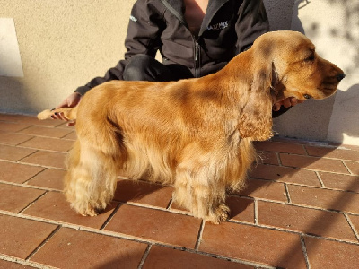 Étalon Cocker Spaniel Anglais - Ultime boy de l'Orme à Lieue