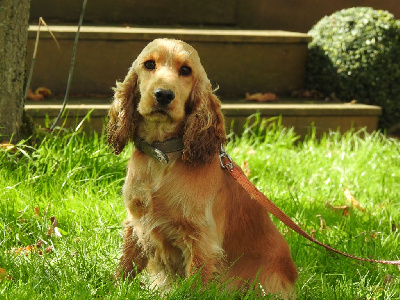 Étalon Cocker Spaniel Anglais - Ublo De L'étang Au Miroir