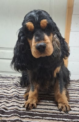 Étalon Cocker Spaniel Anglais - Simone of Mayajoe's Dreams