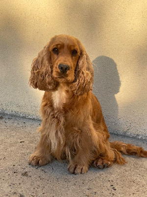 Étalon Cocker Spaniel Anglais - Run like hell du puits a loups