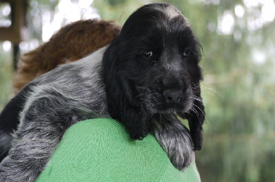 Étalon Cocker Spaniel Anglais - Vox du Tertre de la Pommeraie