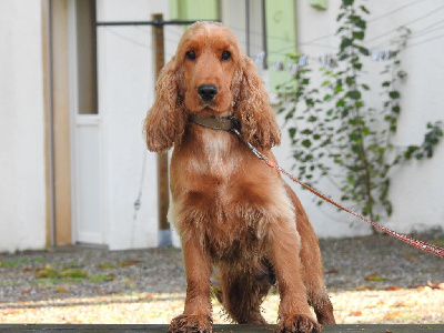 Étalon Cocker Spaniel Anglais - U2 De L'étang Au Miroir