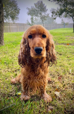 Étalon Cocker Spaniel Anglais - Tropik des vents d'océan