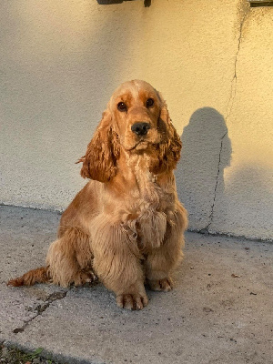 Étalon Cocker Spaniel Anglais - Vitesse Des Moulins Etoilés