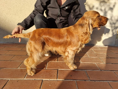 Étalon Cocker Spaniel Anglais - Una Du Domaine De La Verrinette