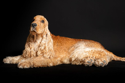 Étalon Cocker Spaniel Anglais - CH. Thor Des Terres De Beaulieu